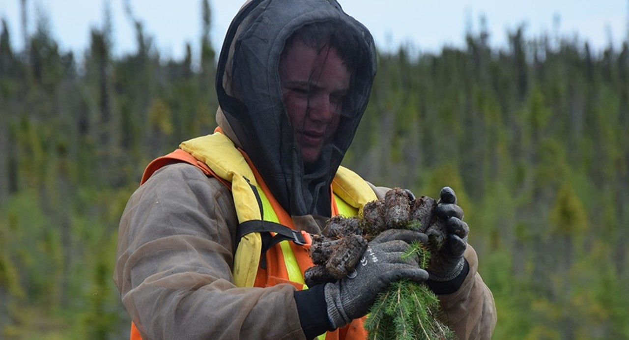 Victor mine plants 166,000 trees and willow stakes De Beers Group
