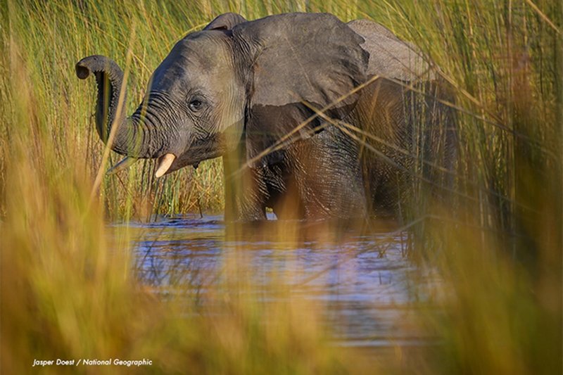 Elephant