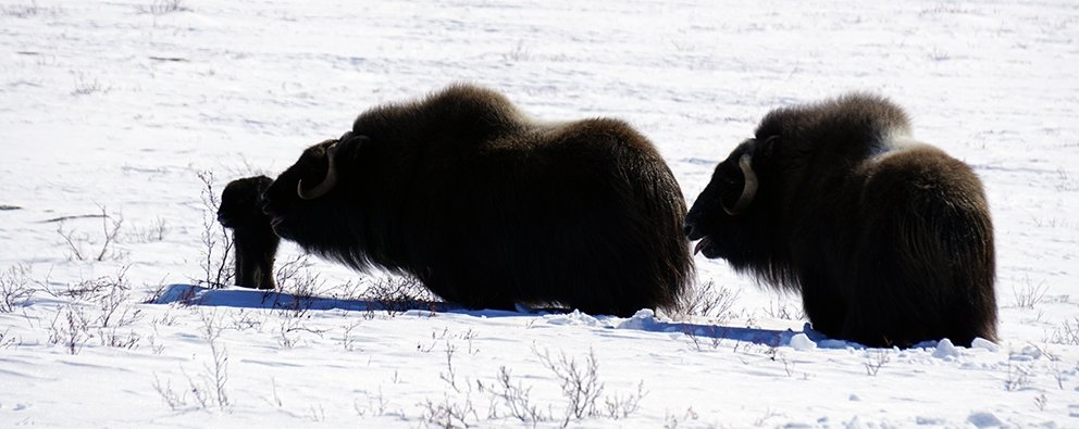 GAHCHO KUÉ TEAM REUNITES MUSKOX CALF WITH HERD