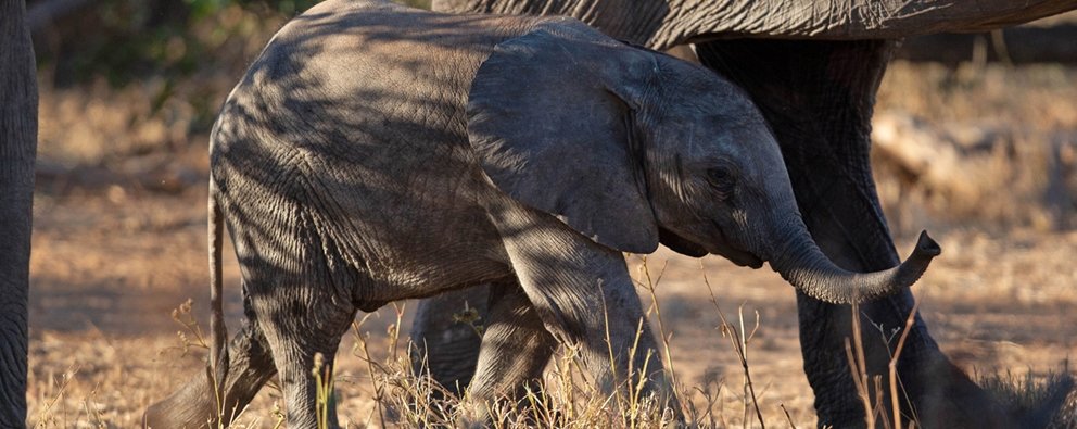 DE BEERS GROUP PROGRESSES PIONEERING ‘MOVING GIANTS’ ELEPHANT CONSERVATION INITIATIVE IN AFRICA