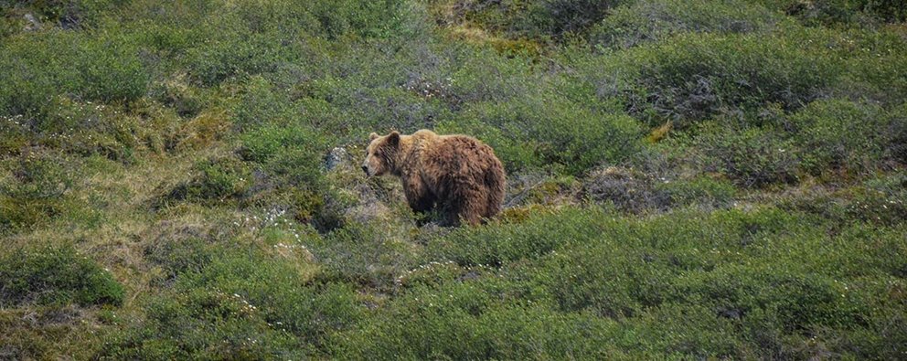 Survey spotlights grizzlies in the Arctic tundra