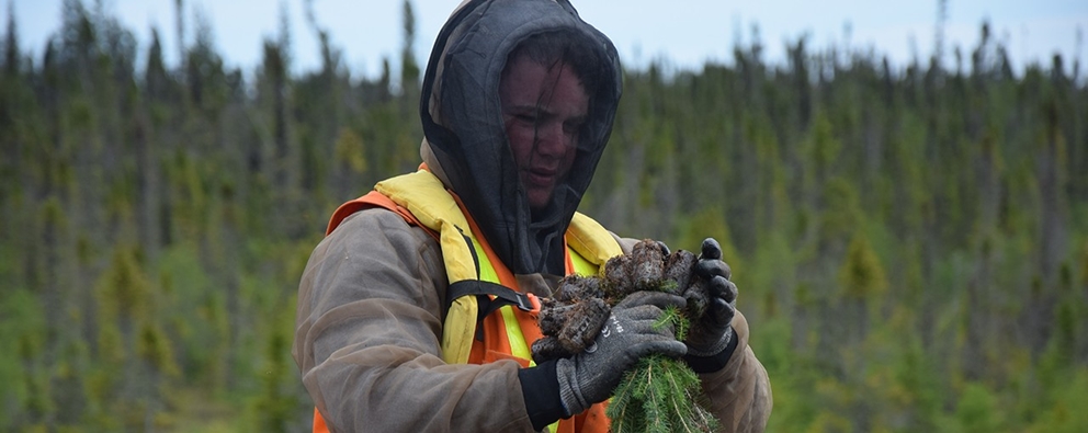 Victor Mine to plant 166,000 trees and willow stakes in progressive reclamation program