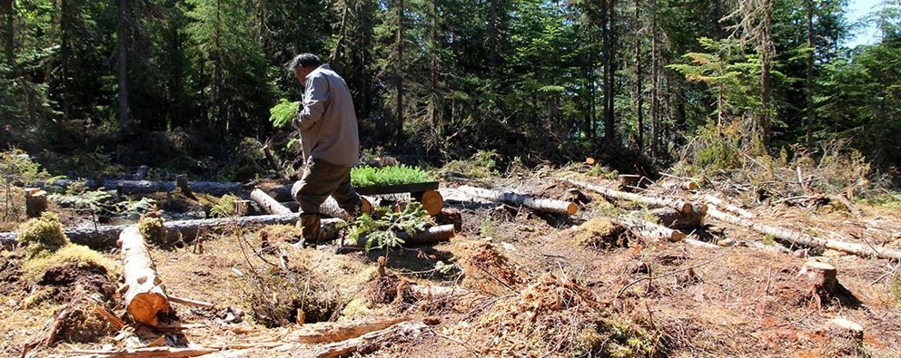 Exploration team plants hundreds of seedlings on drill sites