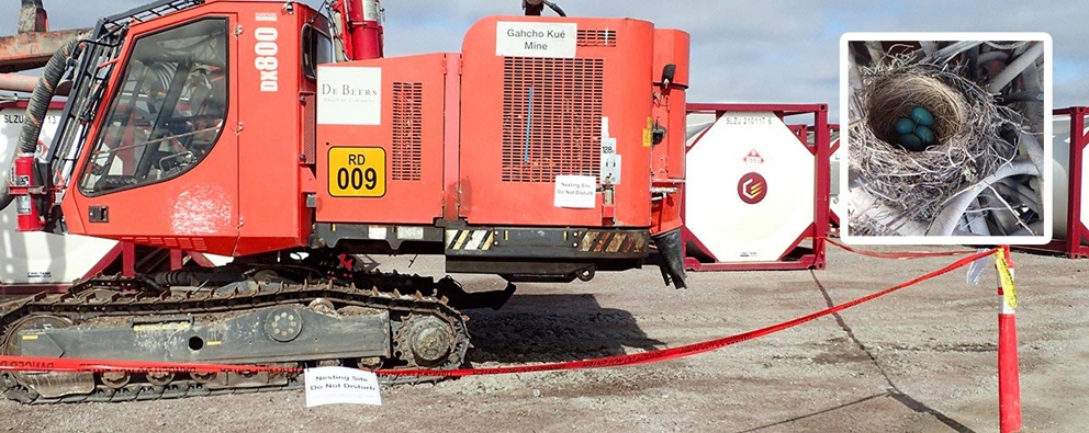 Tiny bird nest stops mine drill rig