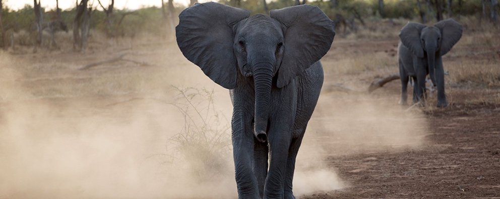 DE BEERS GROUP TO MOVE 200 ELEPHANTS FROM SOUTH AFRICA TO MOZAMBIQUE IN MAJOR CONSERVATION EFFORT