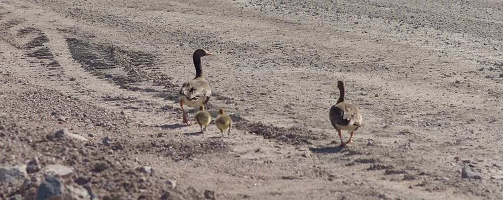 GAHCHO KUÉ GOOSE FAMILY GETS ESCORT TO NEW HOME