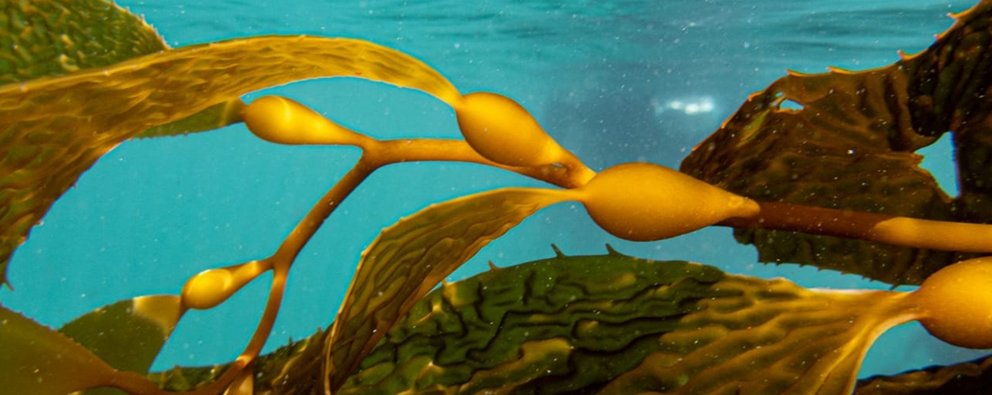 De Beers Group invests US$2 million in Kelp Blue, an innovative start-Up focused on growing underwater Kelp forests to lock away CO2