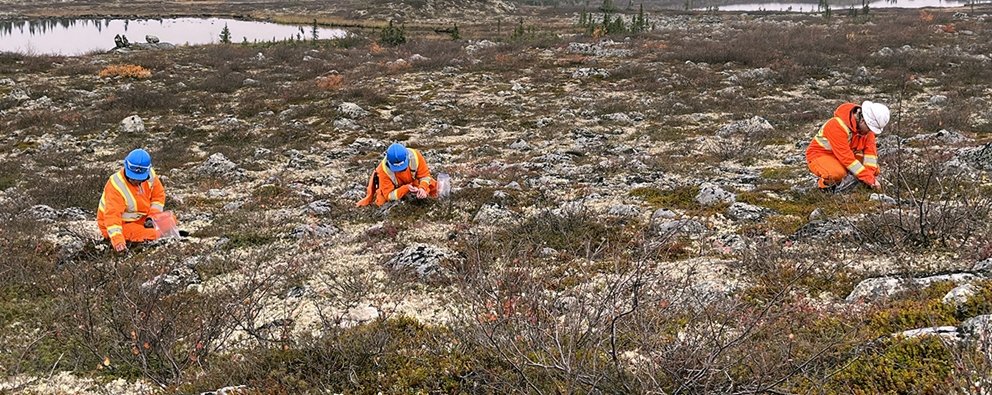 SUCCESSFUL SEED COLLECTION AT SNAP LAKE MINE