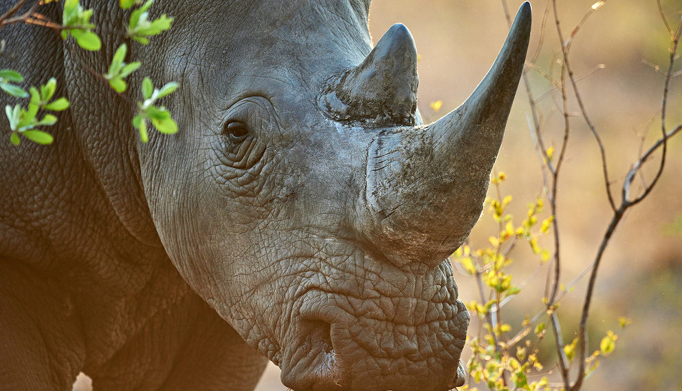 Close-up of a rhinoceros standing among sparse branches and green leaves, with two prominent horns, deeply textured gray skin, and a softly blurred natural background.