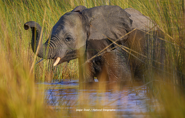 okavango
