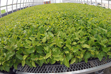 Extra Green House