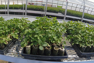 Extra green house