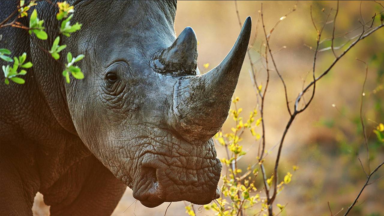 Rhino Image